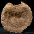 Edmontosaurus (Hadrosaur) Caudal Vertebrae - Montana #12680-2